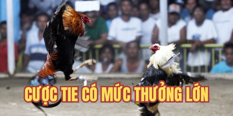 Cược Tie có mức thưởng cực cao